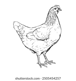 Rooster, Hand-Drawn Vector, Graphic Style, Cartoon Illustration, Black and White, Sketch Style, Isolated on White Background