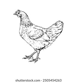 Rooster, Hand-Drawn Vector, Graphic Style, Cartoon Illustration, Black and White, Sketch Style, Isolated on White Background