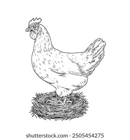 Rooster, Hand-Drawn Vector, Graphic Style, Cartoon Illustration, Black and White, Sketch Style, Isolated on White Background