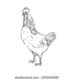 Rooster, Hand-Drawn Vector, Graphic Style, Cartoon Illustration, Black and White, Sketch Style, Isolated on White Background