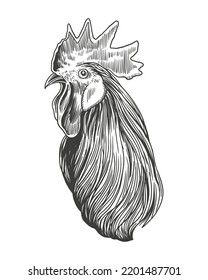 Rooster head art detailed, vector vintage Illustration