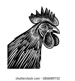 Rooster head closeup isolated on a white background. Domestic bird. Farm animals series. Vector illustration of poultry. Black and white graphics. Vintage sketch of cock.