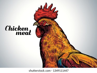 Rooster head in engraving style and painted in color. Vector illustration.