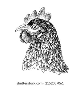 Rooster head. Vector vintage engraving.
