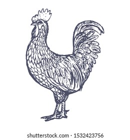 Rooster. Hen or chicken hand drawn with contour lines on white background. Elegant monochrome drawing of domestic farm poultry bird. illustration in vintage woodcut, engraving or etching style. Vector