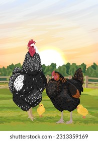 A rooster, hen and chicks stands on a green meadow at sunset. domestic bird. Agricultural vector realistic landscape