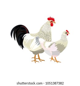 Rooster and hen couple. Vector illustration isolated on white background