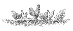 Rooster And Hens On Grass Illustration. Vector. 