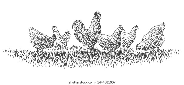 Rooster and hens on grass illustration. Vector. 