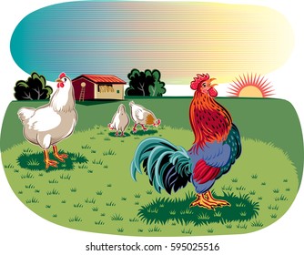 Rooster and hens in an open meadow at dawn.