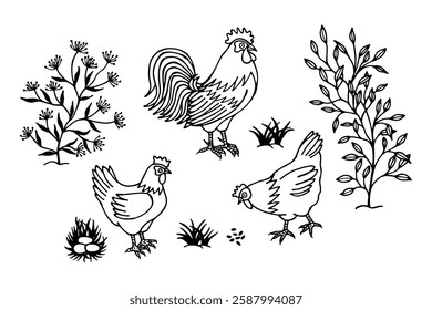 Rooster and hens with plants, grass, and nest with eggs.  Vector stock illustration eps 10. hand drawing. out line