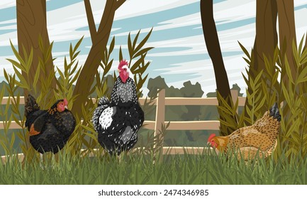 Gallo y gallinas en el corral. Pájaro de granja. Paisaje realista de Vector agrícola