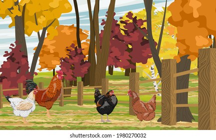 Rooster and hens are walking in the backyard. Fence in front of a bright autumn forest. Domestic bird. Agricultural vector realistic landscape