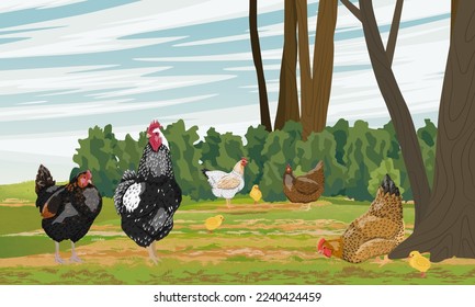 Rooster and hens are walking in the courtyard. Domestic bird. Agricultural vector realistic landscape