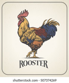 Rooster. Illustration of the cock in Vintage engraving style. Rooster colorful produce label. Sticker image for the farms and manufacturing depicting roster. Grunge label for the chicken product.