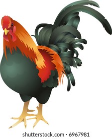 rooster illustration. An illustration of a rooster or cockerel