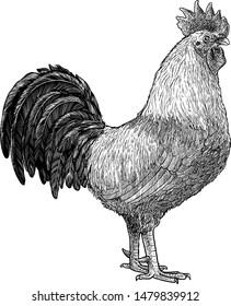 Rooster illustration, drawing, engraving, ink, line art, vector

