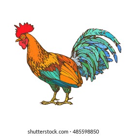 Rooster illustration isolated colorful hand drawn line art