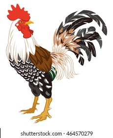 Rooster Isolated