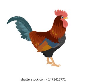 Rooster isolated on white background. Vector illustration of farm bird, cock in cartoon simple flat style.