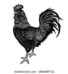 Rooster isolated on a white background. Domestic bird. Farm animals series. Vector illustration of poultry. Black and white graphics. Vintage sketch of cock.