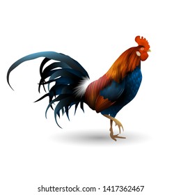 Rooster isolated. Realistic style vector illustration. Template for your design. - Vector