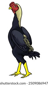 Gallo Koshamo con fondo blanco por separado