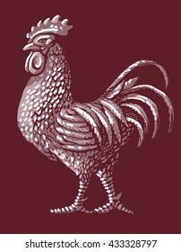 Rooster and lettering label style. Drawing illustration isolated on dark background.