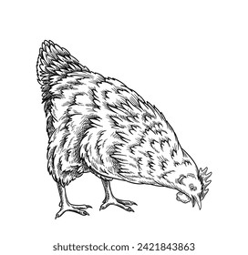 Rooster linear concept. Minimalistic creativity and art. Hand drawn sketch. Farming and agriculture. Domestic bird, cattle. Outline flat vector illustration isolated on white background
