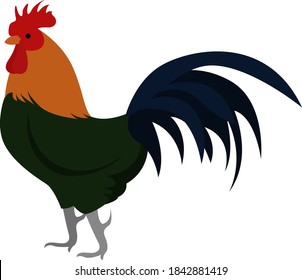 Rooster con cola larga, ilustración, vector sobre fondo blanco