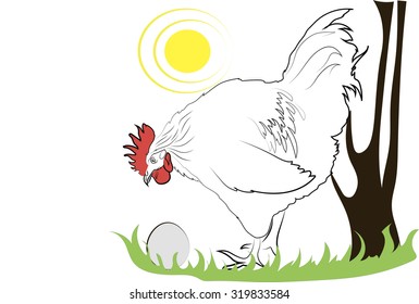 Rooster looking at an egg