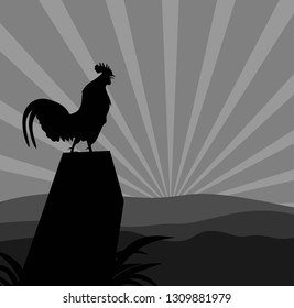 rooster in the morning