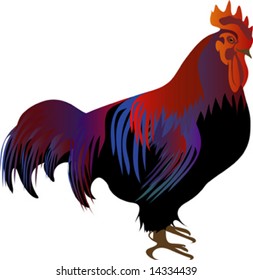 rooster on white background, vector