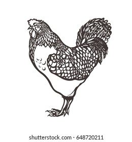 Rooster. Poultry. Cock painted with ink. Label for chicken products. Farming. Livestock raising. Hand drawn. Vector illustration.