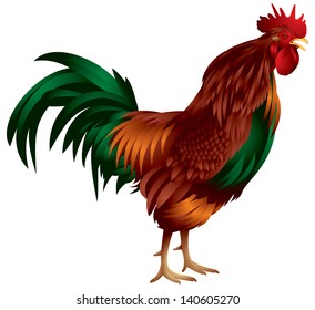 Rooster realistic color vector illustration