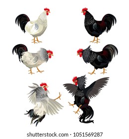 Rooster set. Cocks fighting. Vector illustration isolated on white background