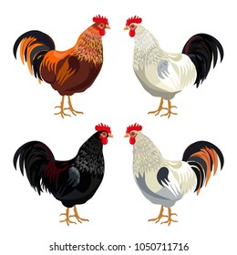 Rooster set. Vector illustration isolated on white background