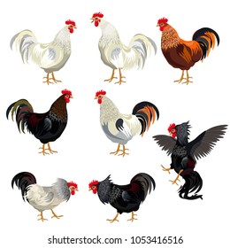 Rooster set. Vector illustration isolated on white background