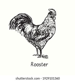 Rooster side view. Ink black and white doodle drawing in woodcut outline style. Vector illustration