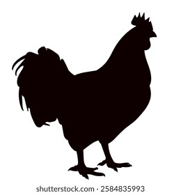 rooster silhouette on white background vector