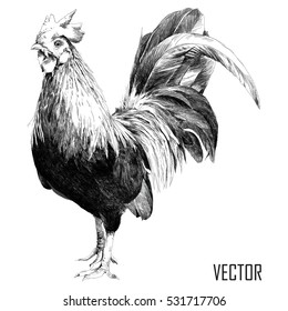 rooster sketch