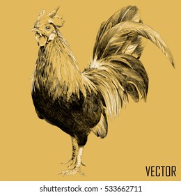rooster sketch on beige background