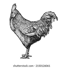 Rooster sketch vector, hand drawn in vintage engraving style. Farm animal isolated on white background