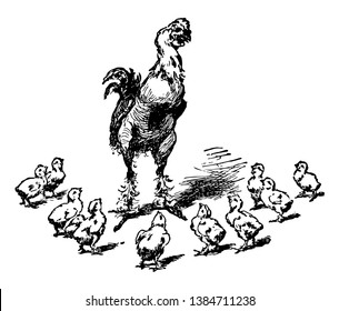 A rooster talking to a group of baby chicks, vintage line drawing or engraving illustration