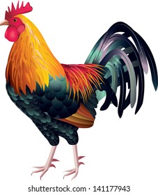 rooster vector