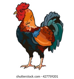 Rooster. Vector cartoon illustration of a cock on white background. The symbol of the new 2017 year.