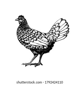 Rooster vector graphics . Rooster illustration of a graphic liner, engraved in vintage style. illustration for farms and production, eco product, natural. Label for chicken of the product.