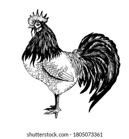 Rooster vector graphics . Rooster illustration of a graphic liner, engraved in vintage style. illustration for farms and production, eco product, natural. Label for chicken of the product.