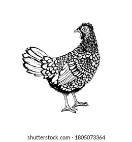 Rooster vector graphics . Rooster illustration of a graphic liner, engraved in vintage style. illustration for farms and production, eco product, natural. Label for chicken of the product.