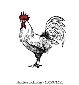 Rooster vector graphics . Rooster illustration of a graphic liner, engraved in vintage style. illustration for farms and production, eco product, natural. Label for chicken of the product.